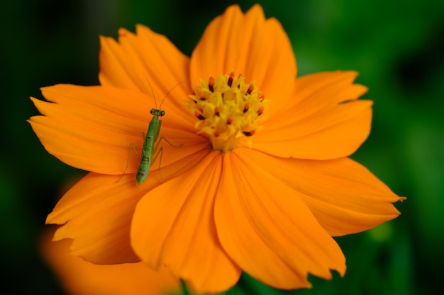 Cosmos sulphureus é uma espécie de planta com flor na família do girassol Asteraceae, cosmos de enxofre