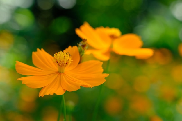 Cosmos sulphureus é uma espécie de planta com flor pertencente à família Asteraceae. amarelo alaranjado