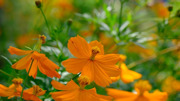 Cosmos sulphureus é uma espécie de planta com flor pertencente à família Asteraceae. amarelo alaranjado