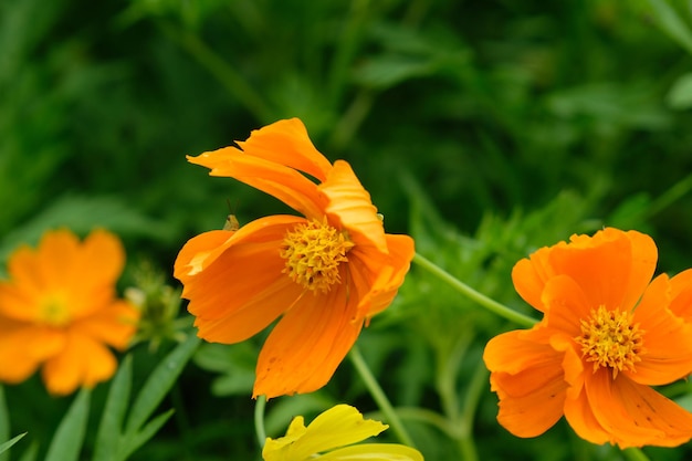 Cosmos sulphureus é uma espécie de planta com flor pertencente à família Asteraceae. laranja amarelo.