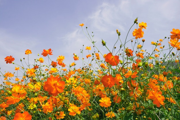 Cosmos sulphureus en el jardín