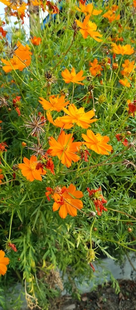 Cosmos sulphureus-Pflanze Kenikir-Schwefelpflanze aus Nahaufnahmen aufgenommen