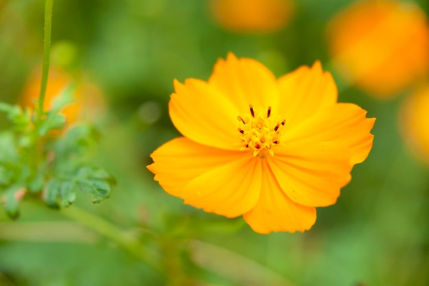 Cosmos sulphureus sulfur cosmos Linda flor em closeup