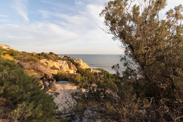 Costa con acantilados, dunas, pinos, vegetación verde. Concepto de las mejores playas.