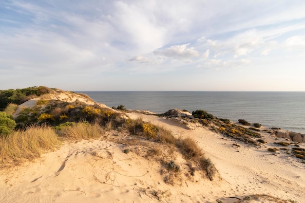 Costa con acantilados dunas pinos verde vegetaciónLa playa más bonita de España