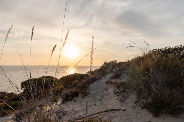 Costa con acantilados dunas pinos verde vegetaciónLa playa más bonita de España