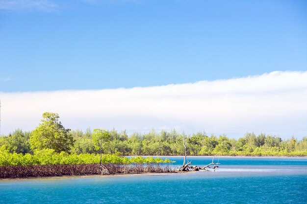 Costa del bosque de manglar