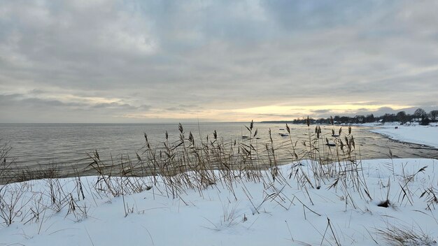 Foto costa de inverno do mar báltico paisagem de inverno costa coberta de juncos de neve no pôr-do-sol de neve