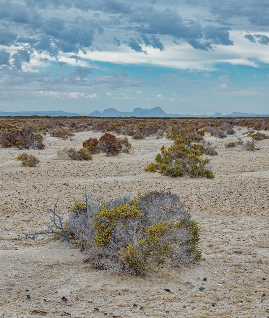 Costa deserta da lagoa san ignacio, baja california, méxico