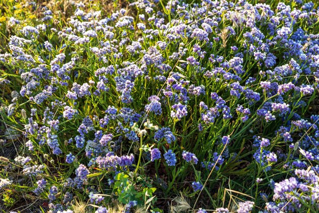 Foto costa do mediterrâneo coberta de limonium sinuatum