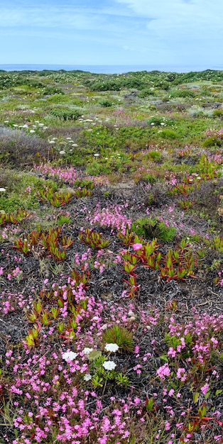 Costa em flor de verão com flores de Carpobrotus (conhecidas como pigface, planta de gelo).