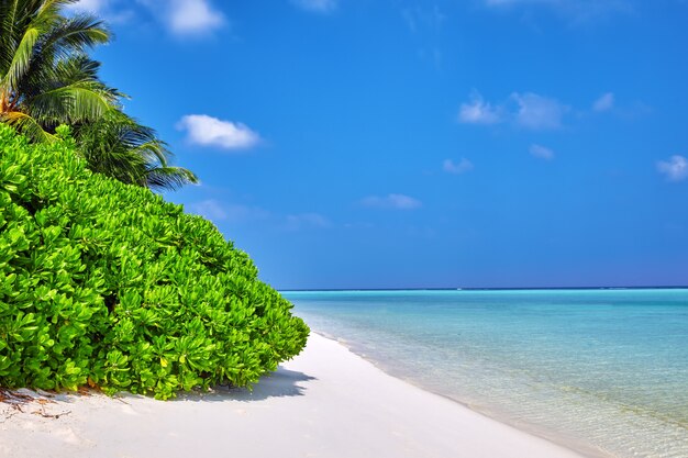 Costa de una isla tropical en las Maldivas y vista del Océano Índico.