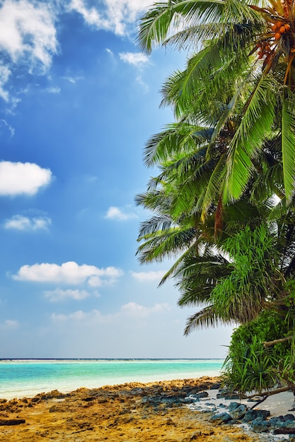 Costa de una isla tropical en las Maldivas y vista del Océano Índico.