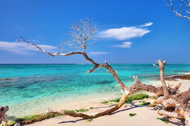 Costa de una isla tropical en las Maldivas y vista del Océano Índico.