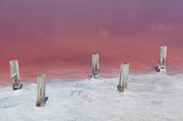 Costa del lago rosado salado con algas Dunaliella salina únicas