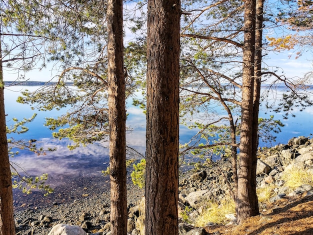 Foto la costa del mar blanco con árboles en primer plano y piedras en el agua en un día soleado karelia