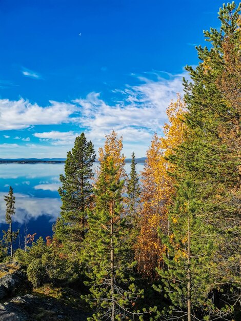 La costa del Mar Blanco con árboles en primer plano y piedras en el agua en un día soleado Karelia