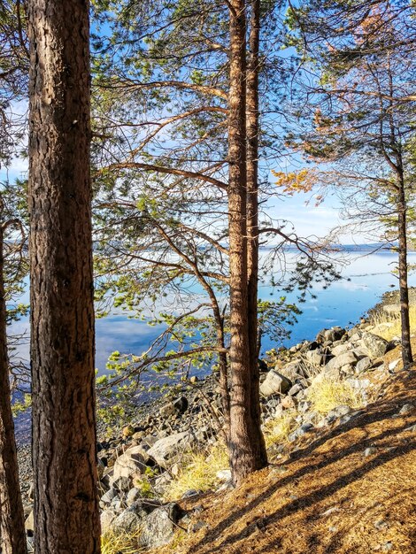 La costa del Mar Blanco con árboles en primer plano y piedras en el agua en un día soleado Karelia