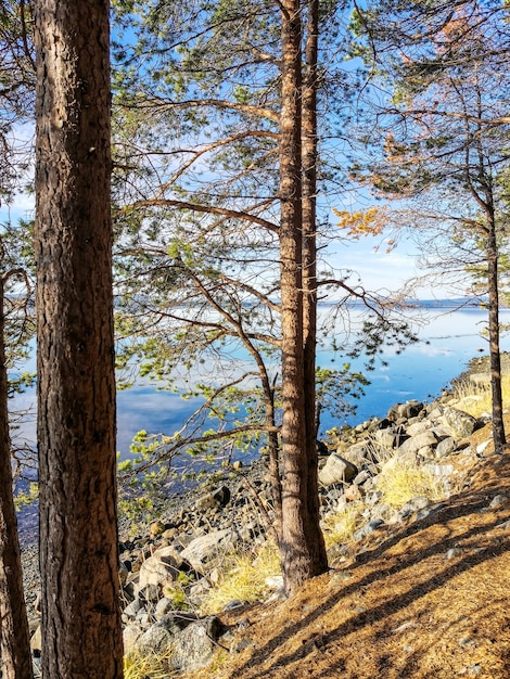 La costa del Mar Blanco con árboles en primer plano y piedras en el agua en un día soleado Karelia