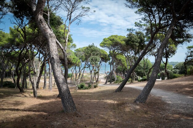 Costa mediterránea cerca de Hyères en verano en Francia