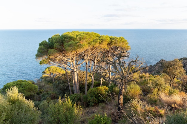 Costa mediterránea vista desde los acantilados