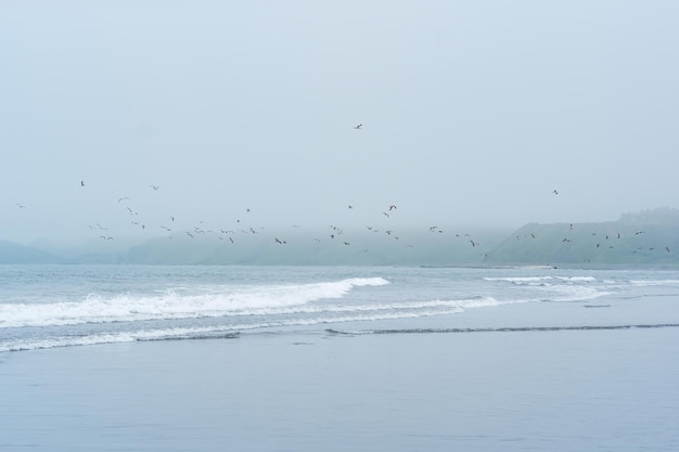 Costa nevoenta do oceano frio com um bando de aves marinhas voadoras