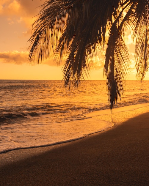 Costa de la playa de la hora dorada con una silueta de palmera desde el lado este de puerto rico