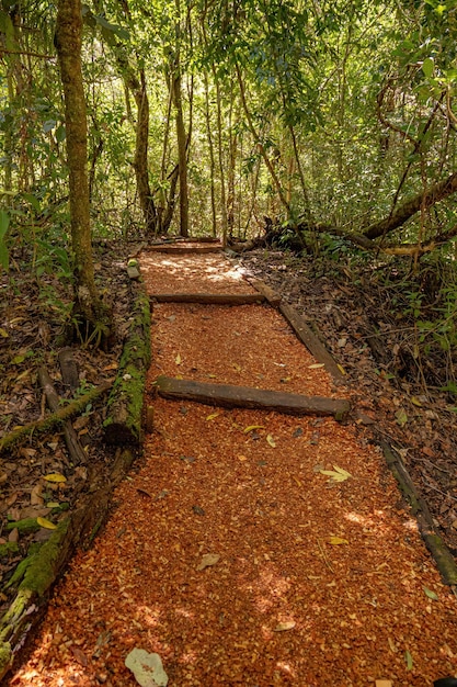 As melhores trilhas em Colniza, Mato Grosso (Brasil)