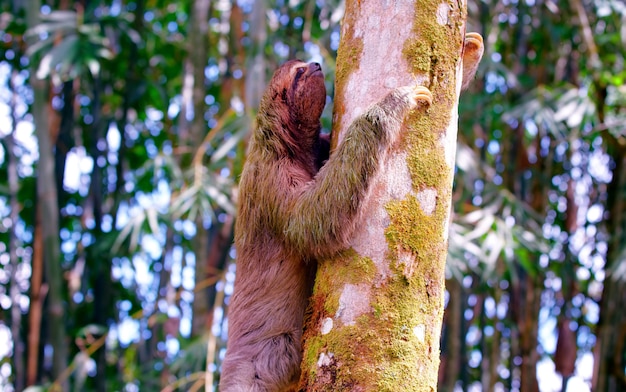 Costa RIca Vida Silvestre Naturaleza Animales