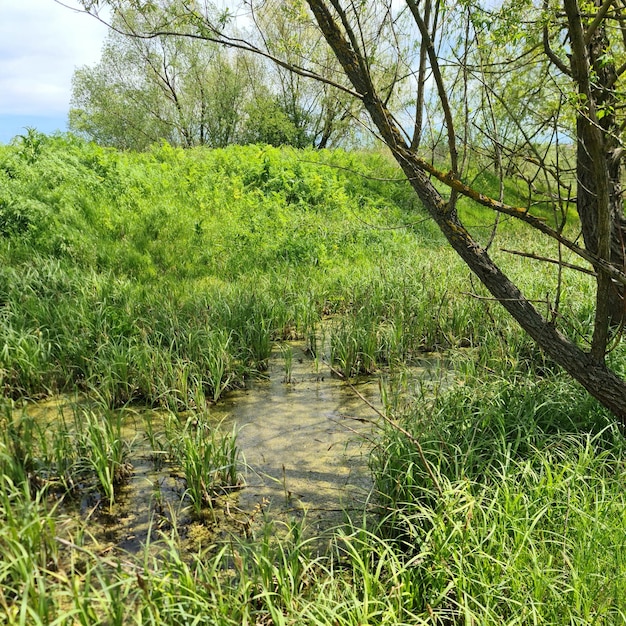 costa del río