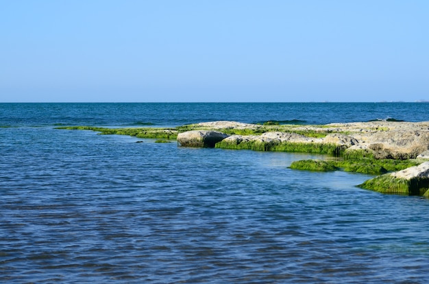 Costa rochosa do Mar Cáspio coberta por algas no verão