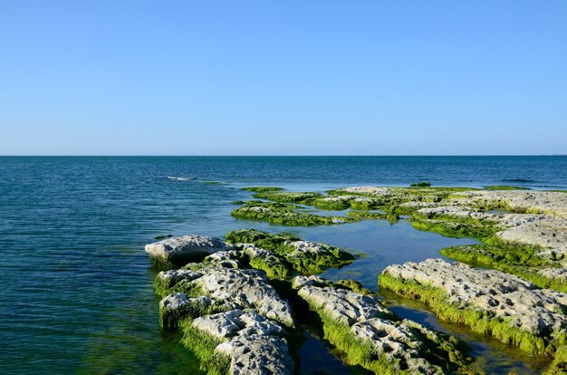 Costa rochosa do mar cáspio coberta por algas no verão