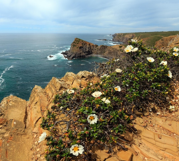 Foto costa rochosa do oceano atlântico de verão e grandes flores selvagens brancas em frente perto da praia da arrifana aljezur algarve portugal