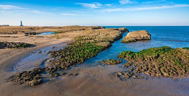 Costa rocosa con algas verdes