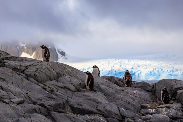 Costa rocosa con bandada de pingüinos gentoo y roca con glaciar azul en el fondo en la península antártica de la isla Peterman