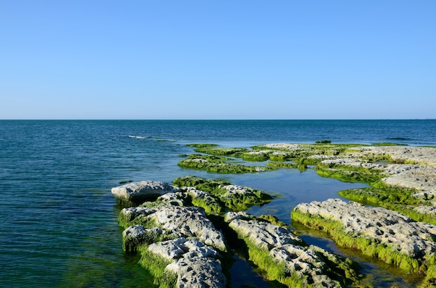 Costa rocosa del Mar Caspio cubierta de algas en verano