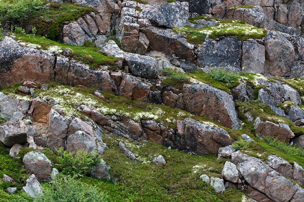 Costa rocosa de piedra El mar de Barents, cubierto de musgo y líquenes.