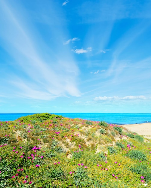 Costa verde e rosa em Platamona Sardenha