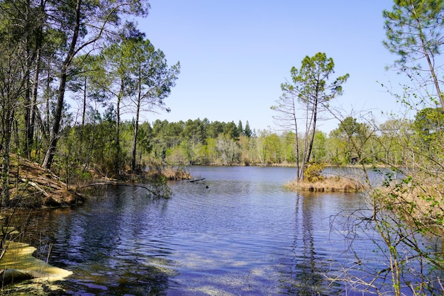 Costa vista orilla y árboles de agua reflejo del lago Hostens en gironda