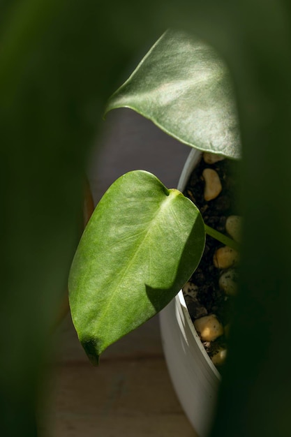 Costela de Adão é uma planta muito popular caracterizada por grandes folhas verdes divididas Folhas jovens de Monstera Deliciosa