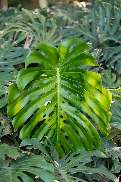 Costilla de Adán planta hoja verde vertical Monstera delicioso