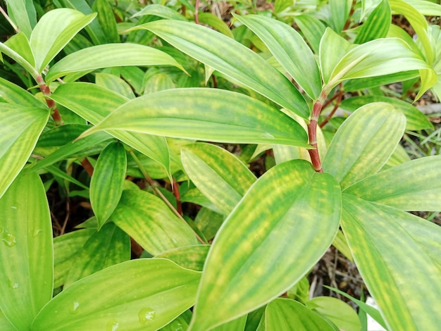 Costus barbatus, também conhecido como gengibre em espiral, é uma planta perene com inflorescência vermelha.