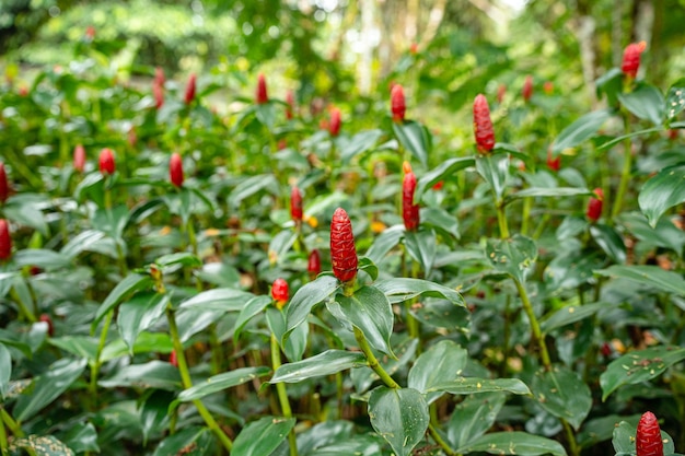 Costus spicatus, auch bekannt als Spike-Spiralflag-Ingwer oder indischer Kopf-Ingwer