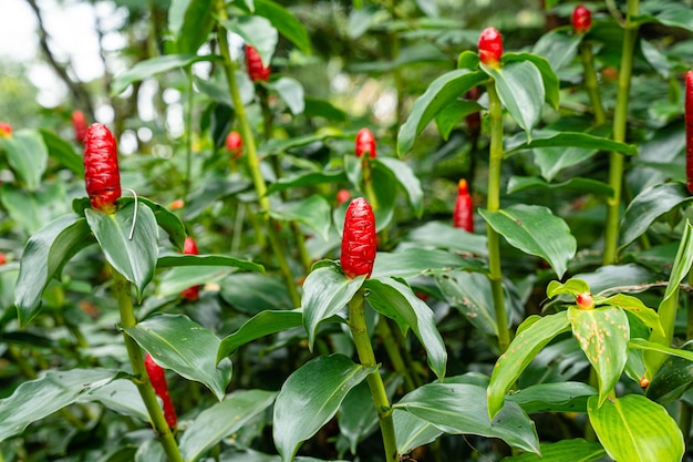 Costus spicatus, también conocido como jengibre de bandera en espiral con púas o jengibre de cabeza india