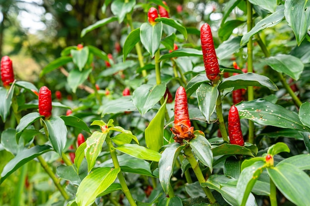 Costus spicatus, también conocido como jengibre de bandera en espiral con púas o jengibre de cabeza india