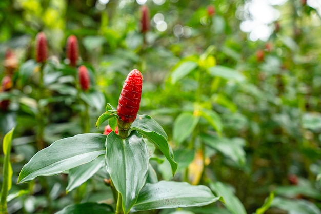 Foto costus spicatus, también conocido como jengibre de bandera en espiral con púas o jengibre de cabeza india