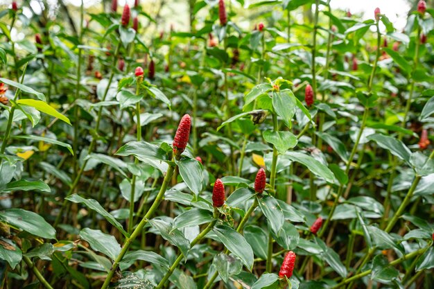 Foto costus spicatus, también conocido como jengibre de bandera en espiral con púas o jengibre de cabeza india