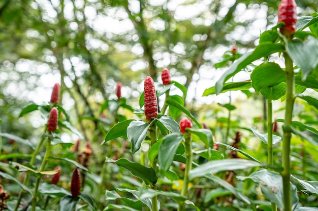 Costus spicatus, también conocido como jengibre de bandera en espiral con púas o jengibre de cabeza india