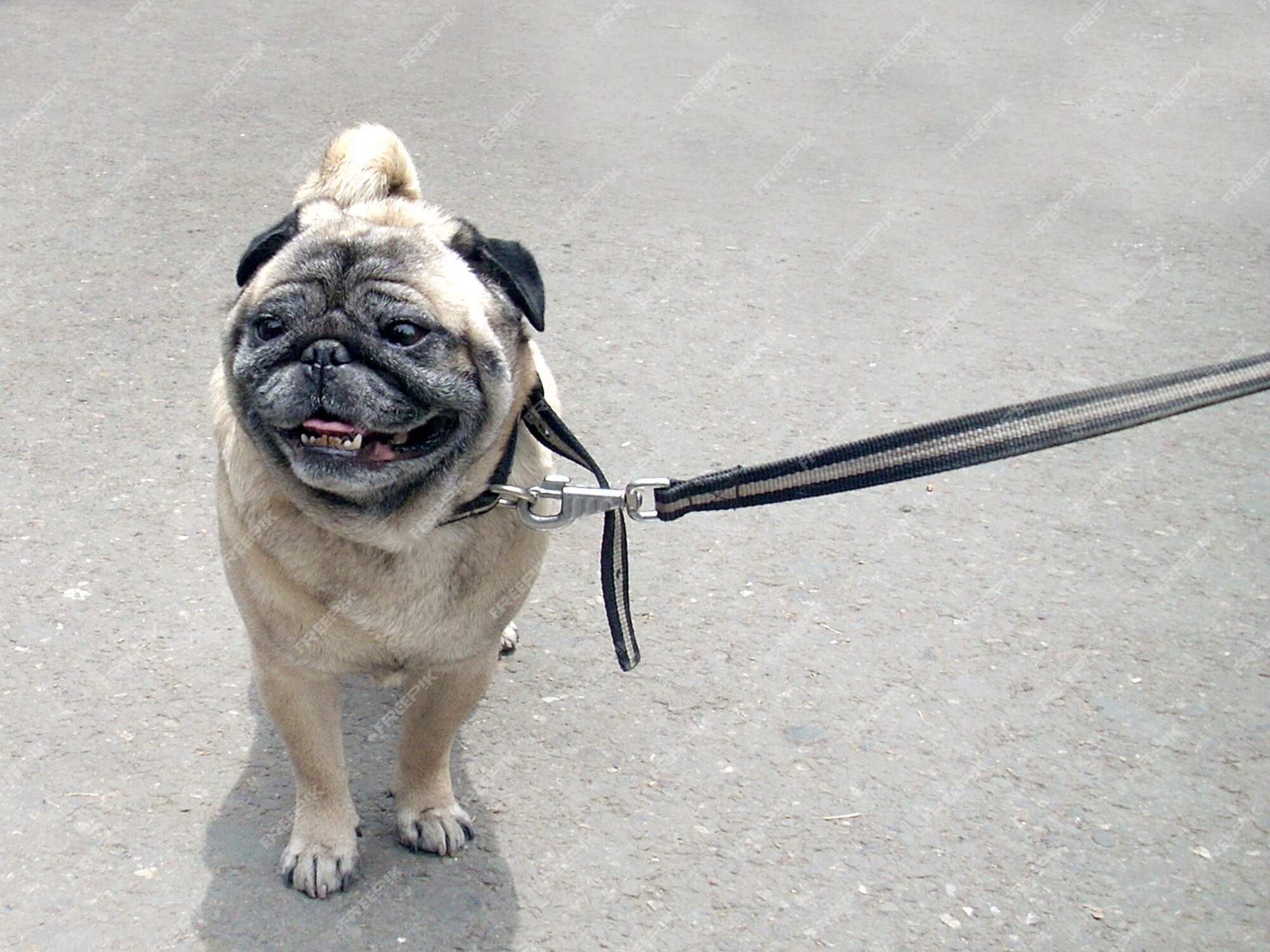 Cota de malha jovem bulldog francês forte e saudável com o mestre wal