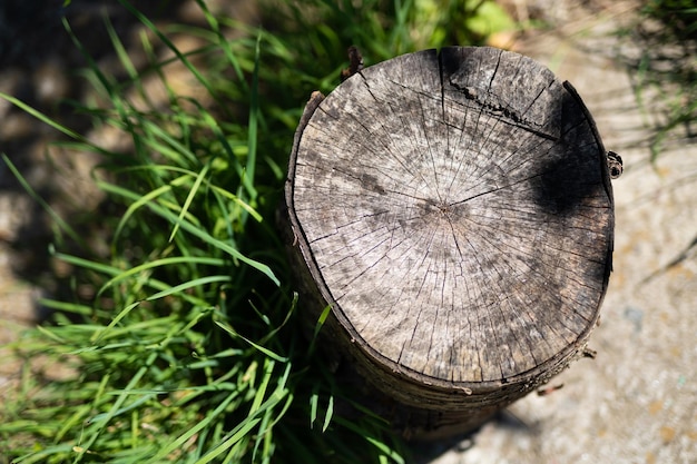 Coto de madeira de uma árvore derrubada e grama verde